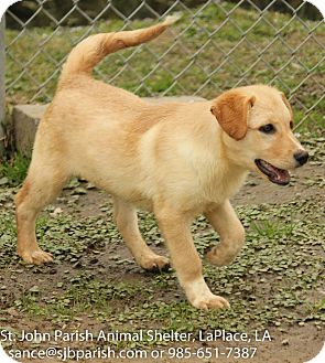 small golden lab