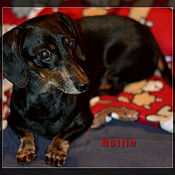 Thumbnail photo of Hollie #2