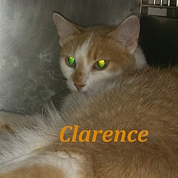 Thumbnail photo of Clarence #2