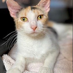 Pin On Cats Need Your Help