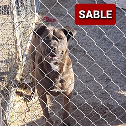 Photo of Sable