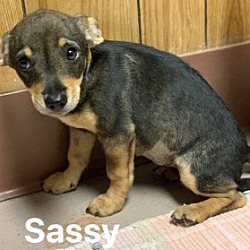 Photo of Sassy (Terrier Mix)