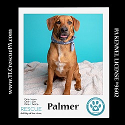Thumbnail photo of Palmer (The Police Pups) 030224 #1