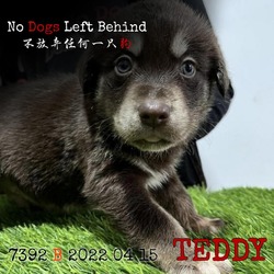 Thumbnail photo of Teddy 7392 #4