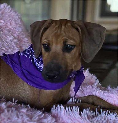 Edgar, WI - Rottweiler/Weimaraner. Meet Chianti a Pet for Adoption ...