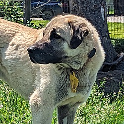 Thumbnail photo of Berk - purebred Turkish Kangal #3