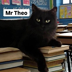 Thumbnail photo of Mr Theo at Martinez Pet Food Express Sept 7th #1