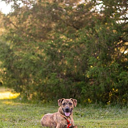 Thumbnail photo of Lilah (Foster-to-Adopt) #4