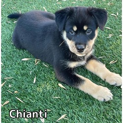 Thumbnail photo of Chianti #1