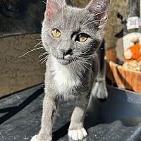 adopt a pet