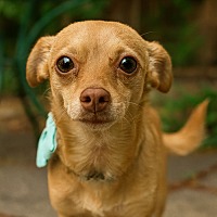 adopt-pet