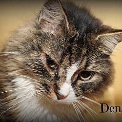Thumbnail photo of Denali #1
