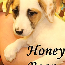 Thumbnail photo of Honey Bear ~ meet me! #2