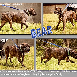 Thumbnail photo of Bear 2 #1