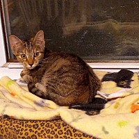 healing hearts animal rescue group