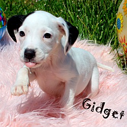 Thumbnail photo of Gidget~adopted! #1