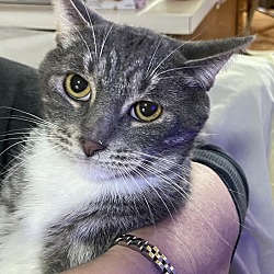Thumbnail photo of Hansel #1
