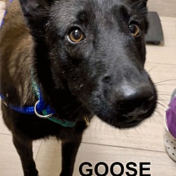 Thumbnail photo of Goose 3174 #2