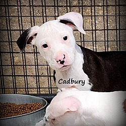 Photo of Cadbury ~ meet me!