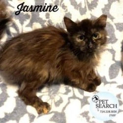 Thumbnail photo of Jasmine #1