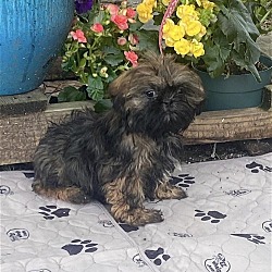 Photo of Alfonso~ 4lbs