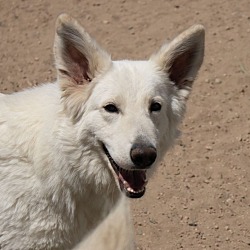 Thumbnail photo of Snowy ***RESCUE CENTER***Bonded with Rocky #1