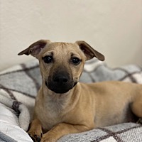 adopt a pet