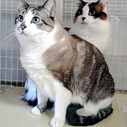bonded pet photo