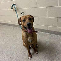 adopt a pet