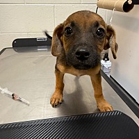 adopt a pet