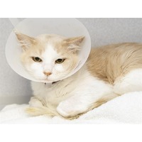 adopt-pet