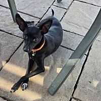 adopt a pet
