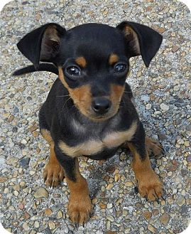 miniature pinscher blue heeler mix