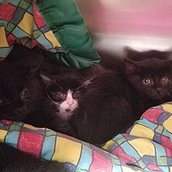 Thumbnail photo of Pair of Black Kittens #3