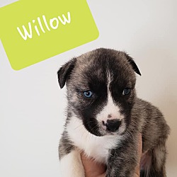 Photo of Willow