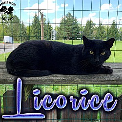 Photo of Licorice