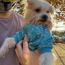 Photo of Cookie