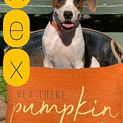 Thumbnail photo of Rex Box #4