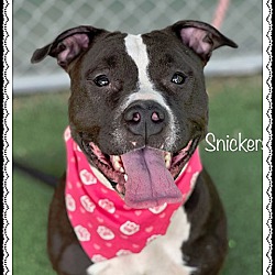 Photo of SNICKERS - see videos