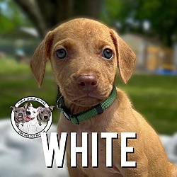 Photo of White River
