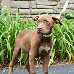 Photo of (pending) Hawthorne - 17 week old male mixed breed