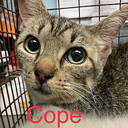 Photo of Cope
