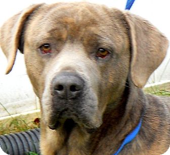 Wakefield Ri Cane Corso Meet Tituswow Breathtaking