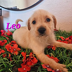 Photo of Leo