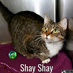 Photo of Shay Shay