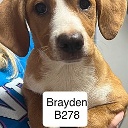 Photo of Brayden B278