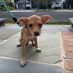 Thumbnail photo of MARCELLA   5 POUND PUPPY   FOSTERED IN NEW JERSEY #4