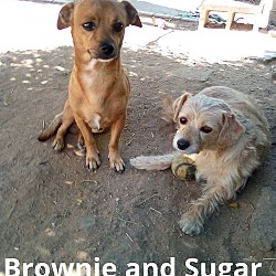 Thumbnail photo of Brownie #2