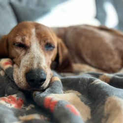 Thumbnail photo of Oakley- sweet potty-trained girl, LOVES dogs and people! #3