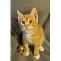 Thumbnail photo of Cheeto #2